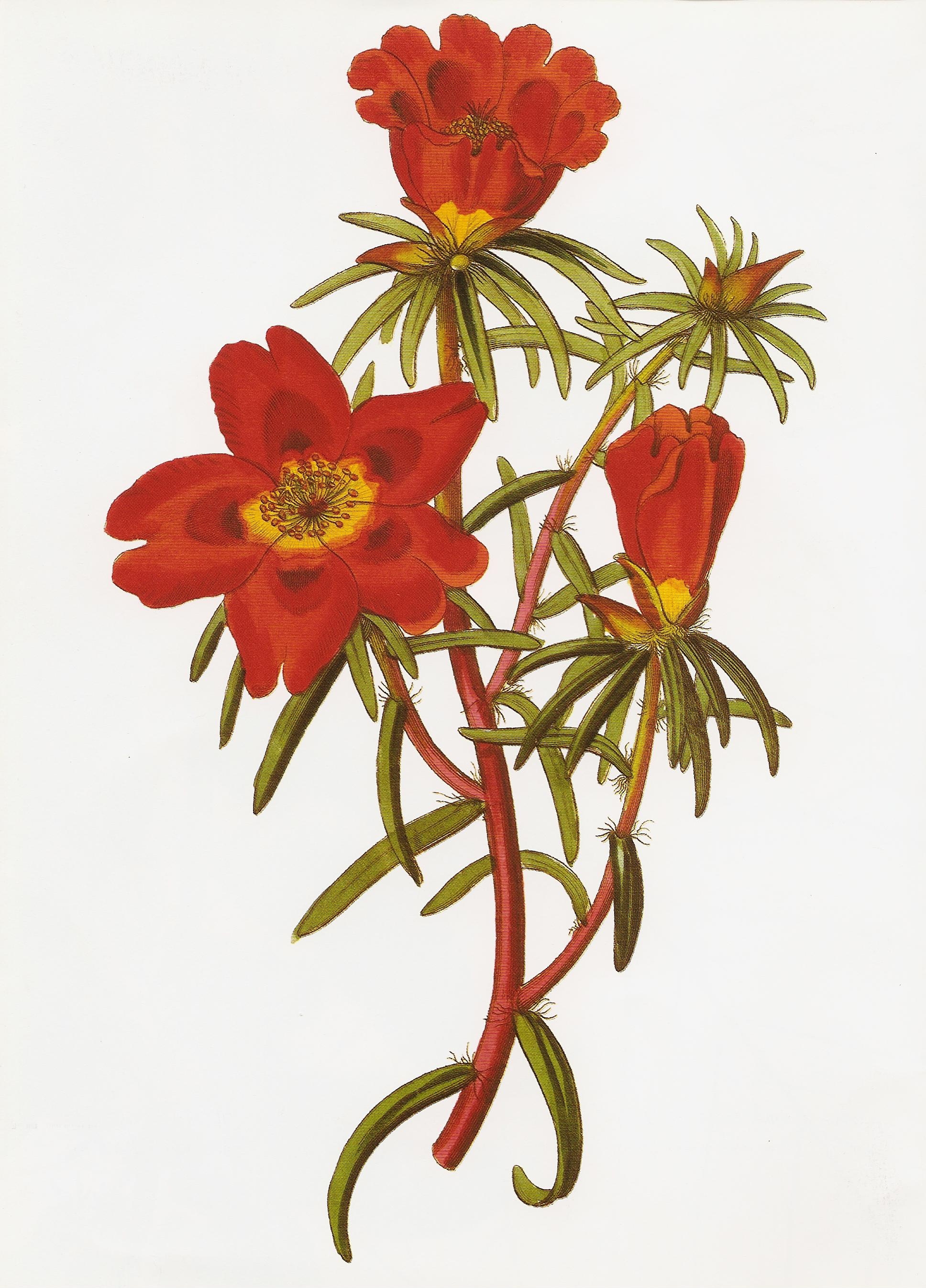 Portulaca thellusonii RHS