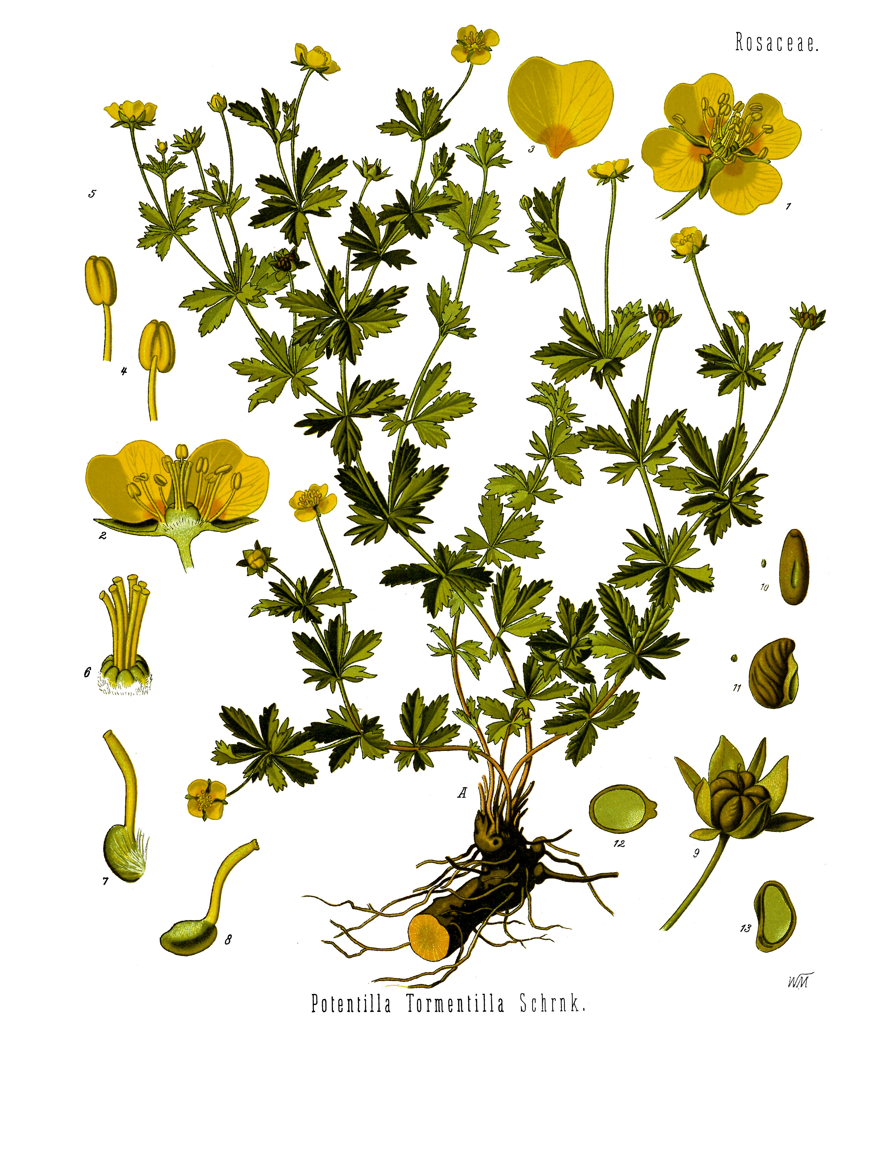 Potentilla erecta - Köhler–s Medizinal-Pflanzen-248-whole