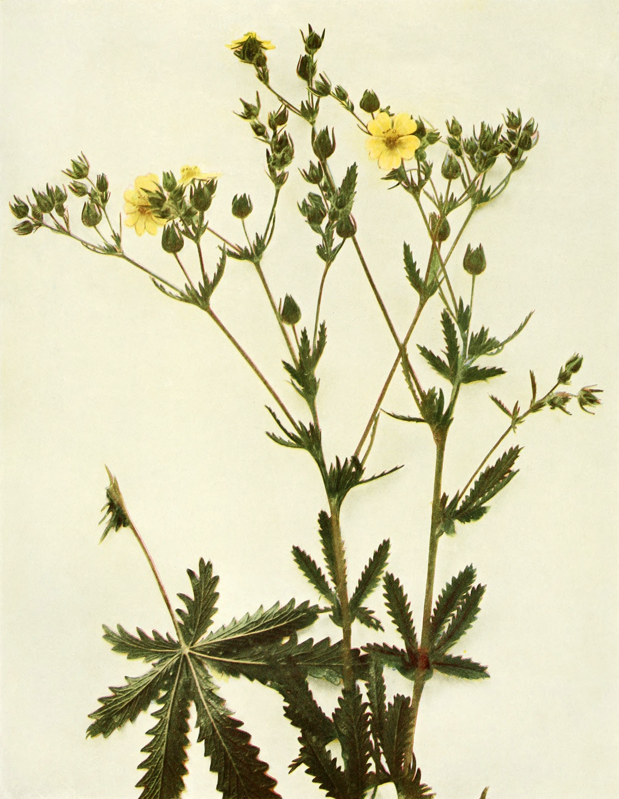 Potentilla recta WFNY-095