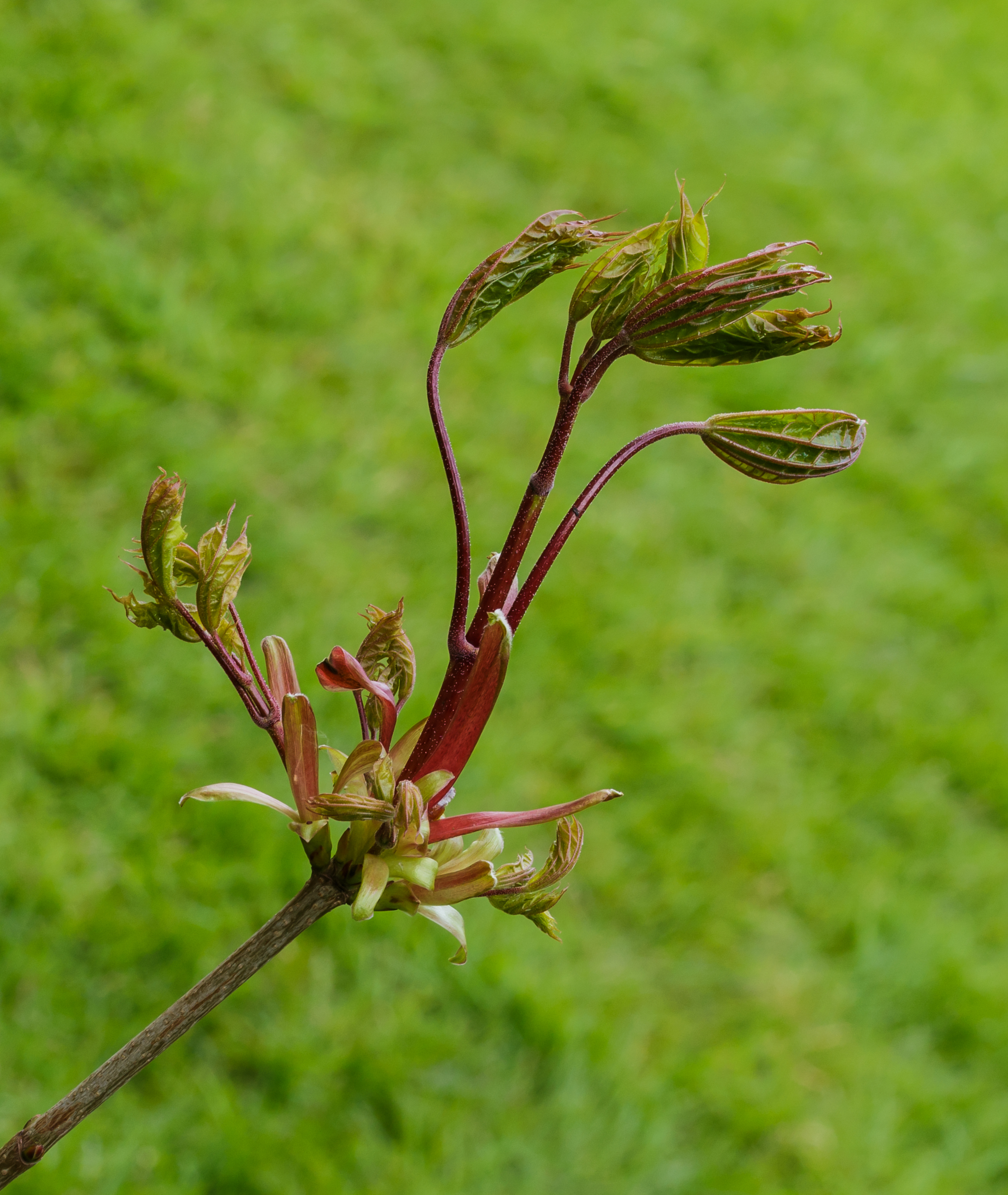 Prachtig uitlopend blad van een esdoorn (Acer). Locatie, Locatie, De Famberhorst 03