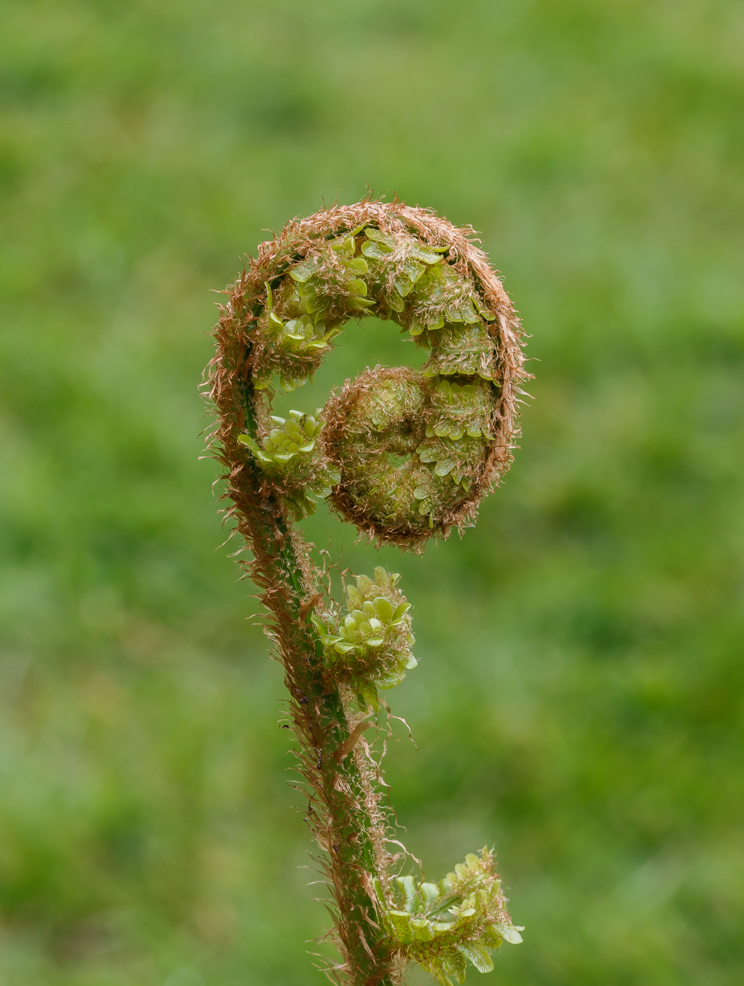 Prachtig uitrollend jong blad van mannetjesvaren (Dryopteris filix-mas). Locatie, Tuinreservaat Jonkervallei