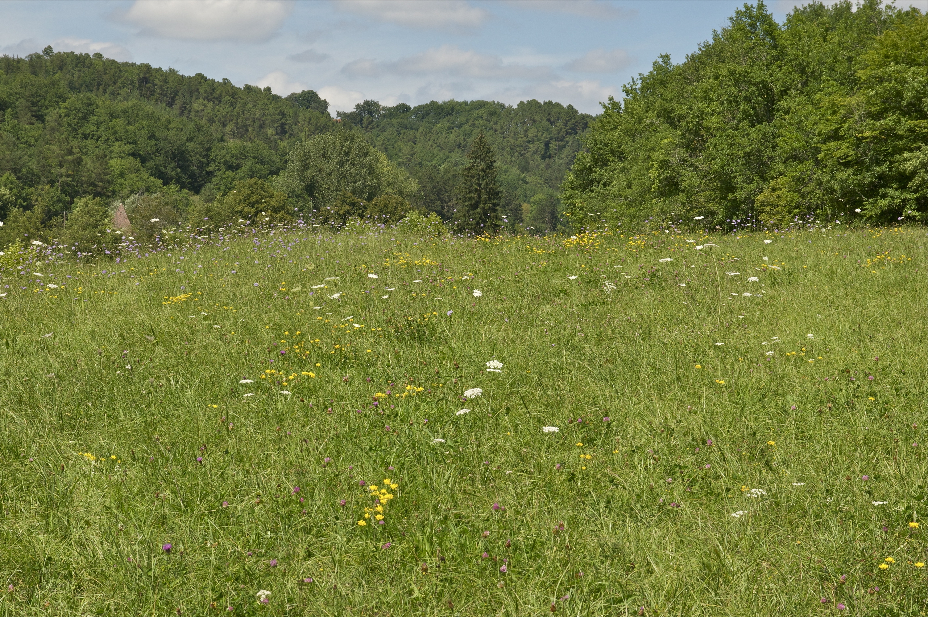 Prairie fleurie Dordogne