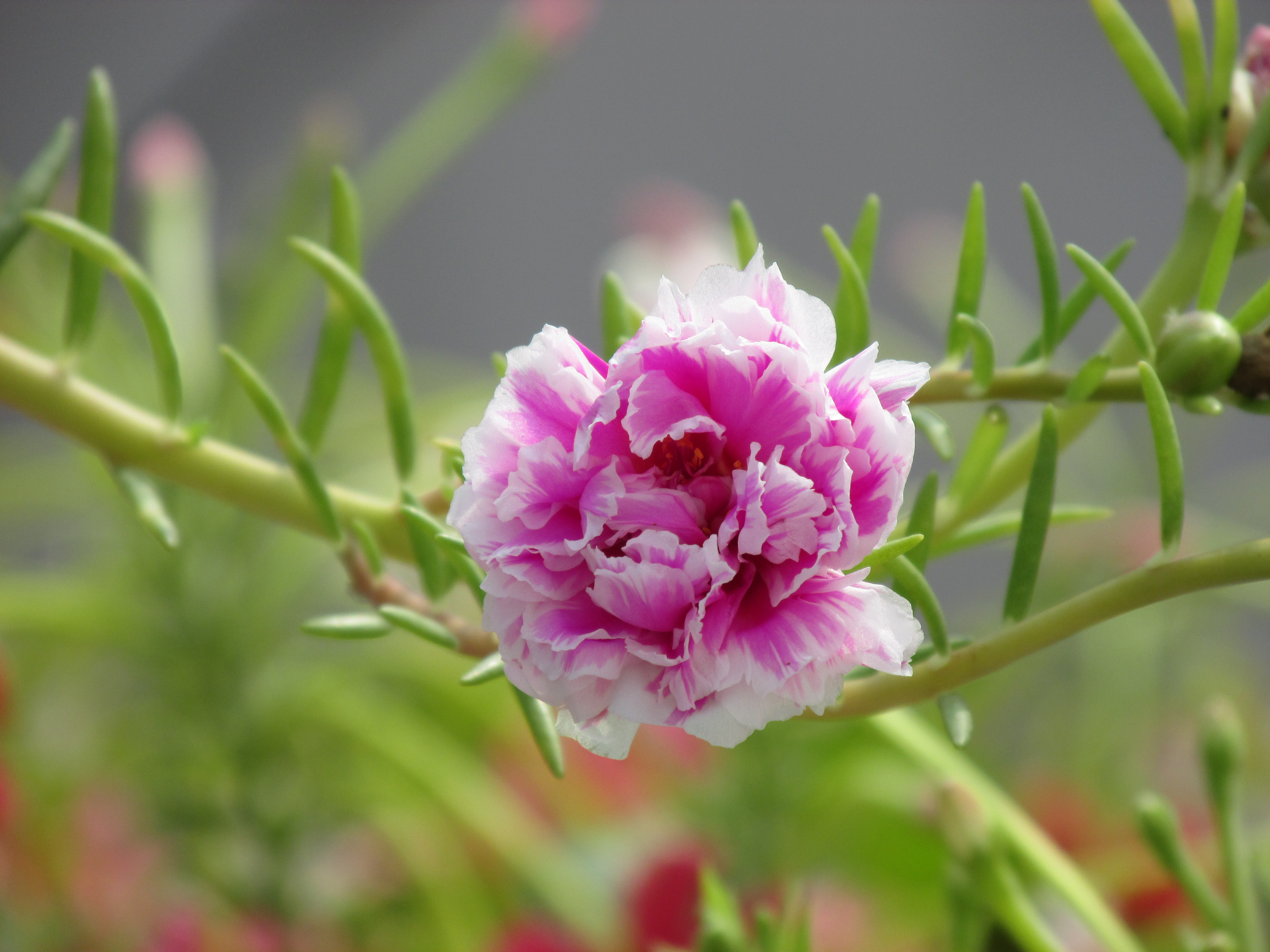Pre ansh flower 01
