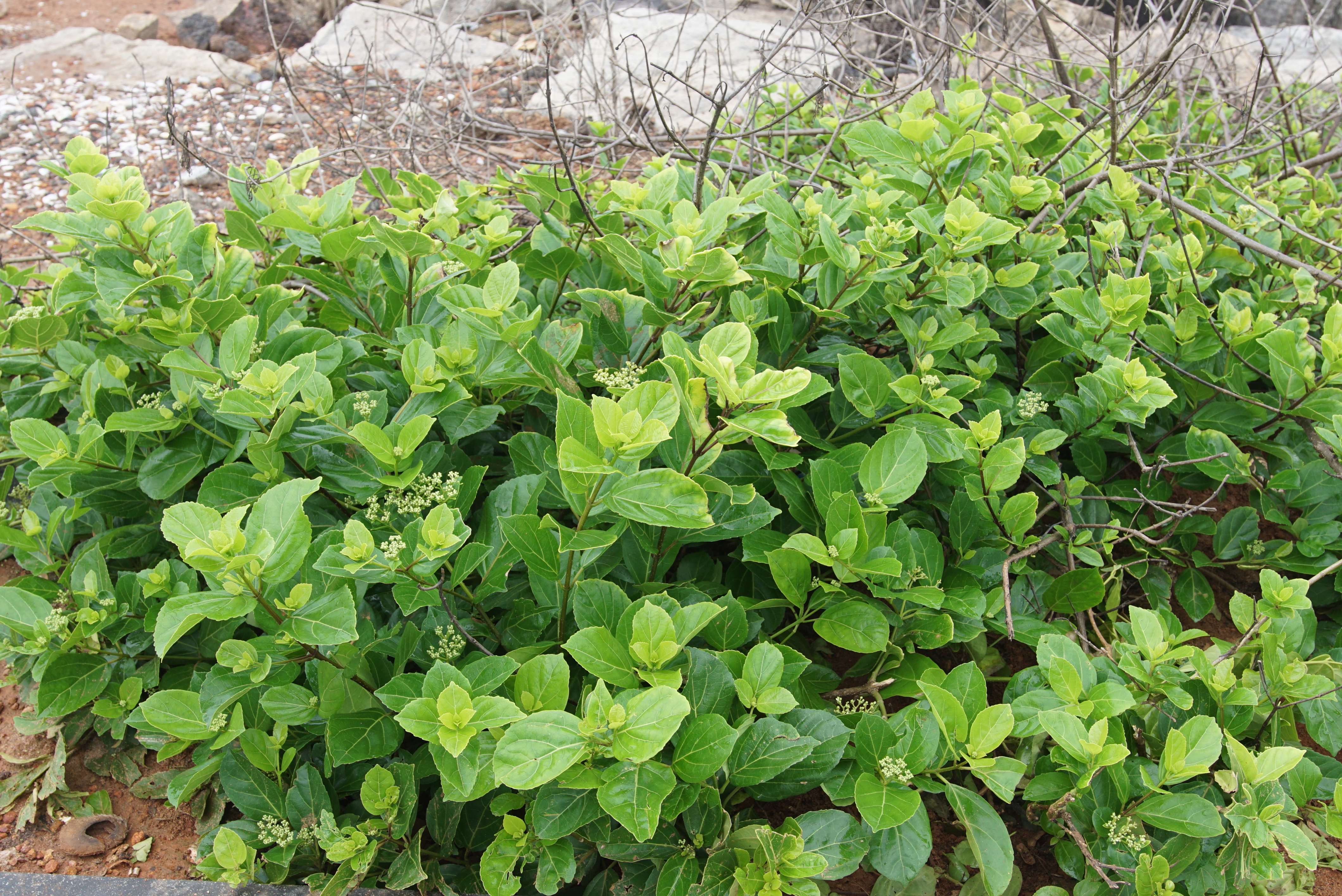 Premna serratifolia 03036