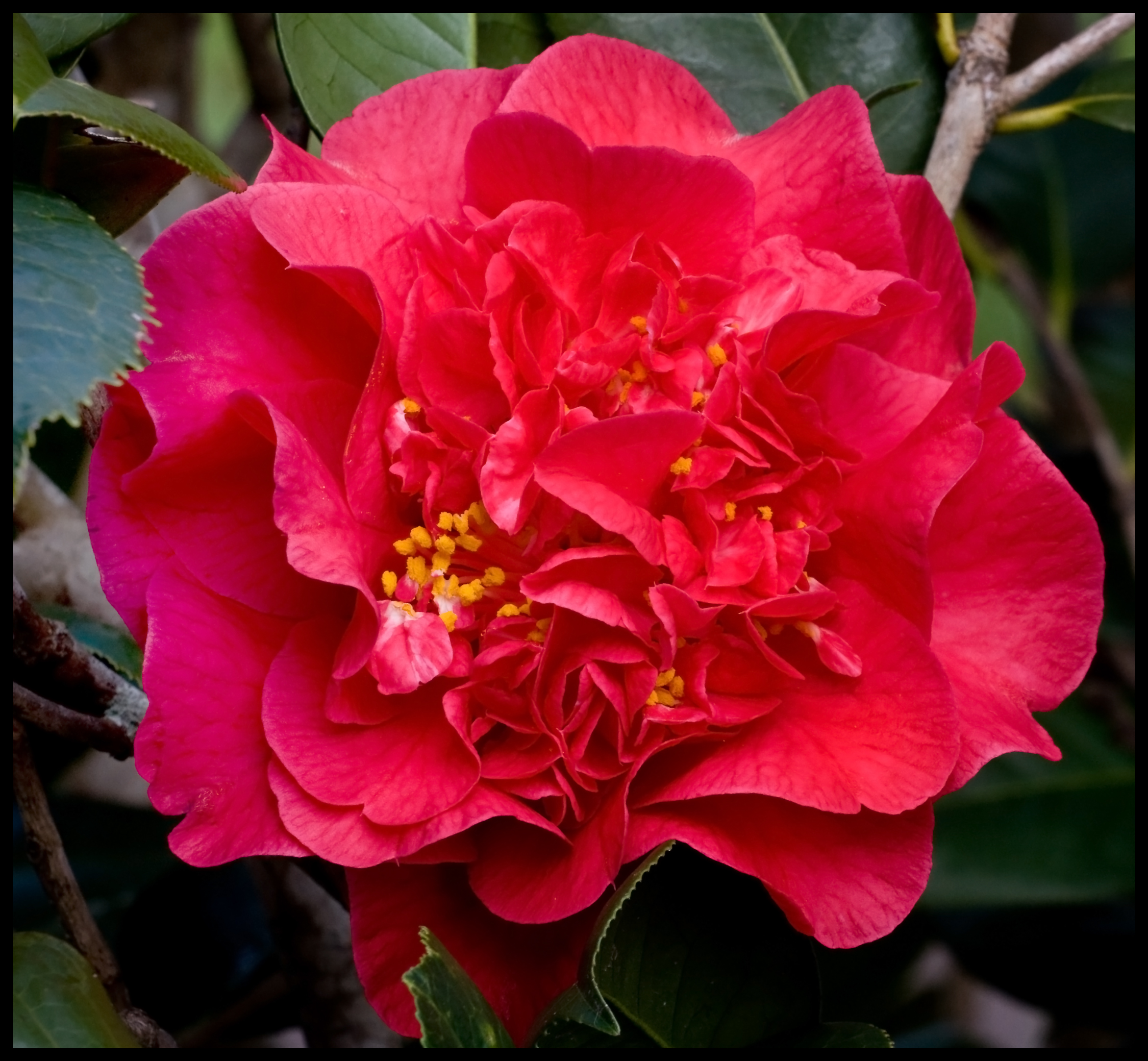 Pretty Flowers from Toowoomba-023and (2866339259)