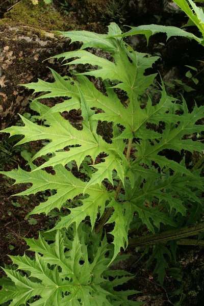 0 Heracleum mantegazzianum - Samoëns (2)