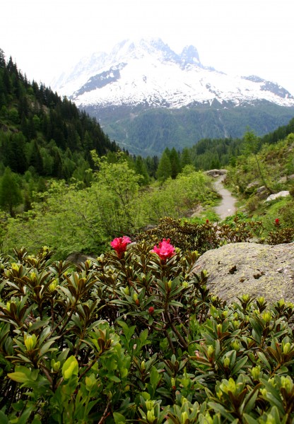 0 Rhododendron ferrugineum - Vallorcine (3)