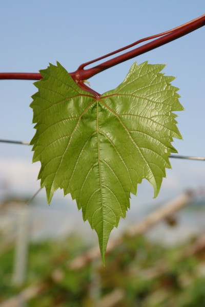 101-14 junges Blatt