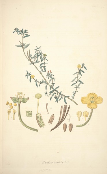 10 Oenothera dentata - John Lindley - Collectanea botanica (1821)