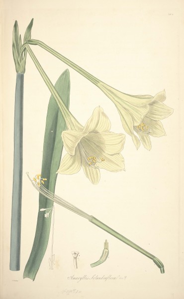 11 Amaryllis solandraeflora - John Lindley - Collectanea botanica (1821)