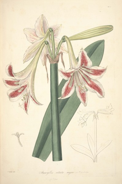 12 Amaryllis vittata major - John Lindley - Collectanea botanica (1821)