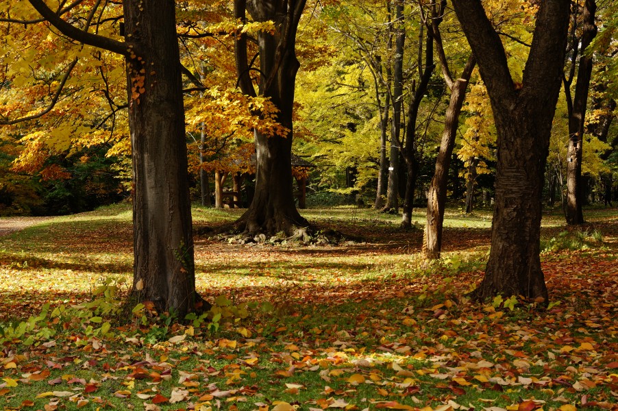 131103 Hokkaido University Botanical Gardens Sapporo Hokkaido Japan12s5