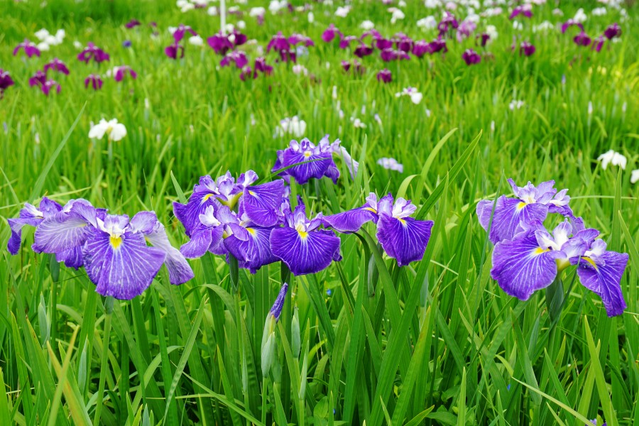 140614 Yagyu Iris Garden Nara Japan02bs5