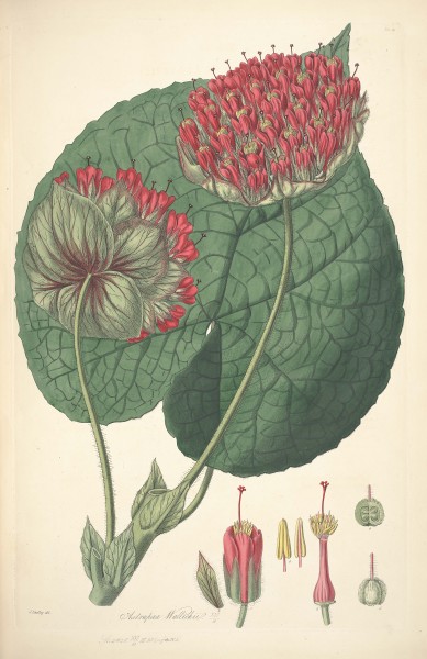 14 Astrapaea wallichii - John Lindley - Collectanea botanica (1821)