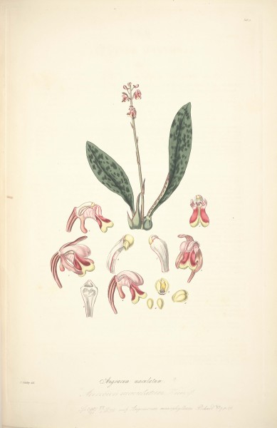 15 Angraecum maculatum - John Lindley - Collectanea botanica (1821)