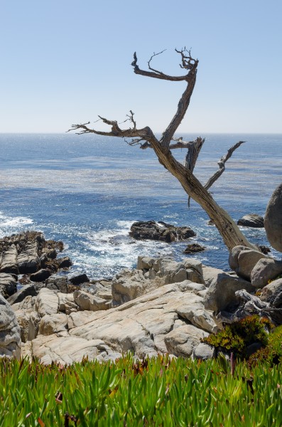 17-Mile Drive Dead Crypress 02 2013