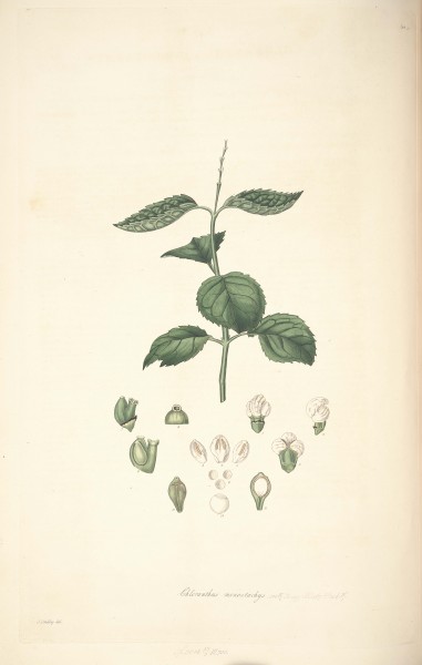 17 Chloranthus monostachys - John Lindley - Collectanea botanica (1821)
