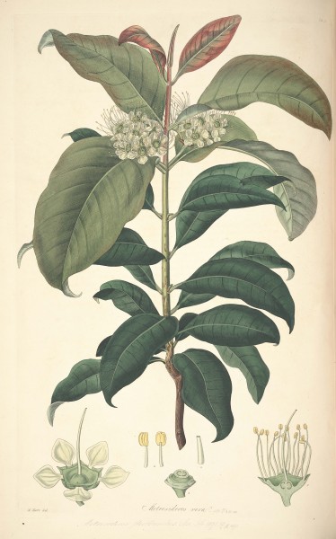 18 Metrosideros vera - John Lindley - Collectanea botanica (1821)