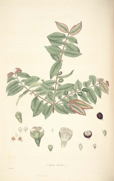 19 Mytrus disticha - John Lindley - Collectanea botanica (1821)
