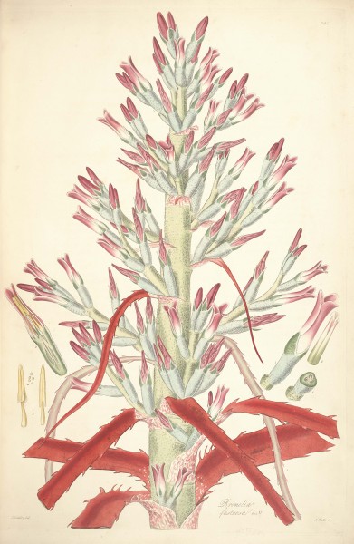 1 Bromelia fastuosa - John Lindley - Collectanea botanica (1821)