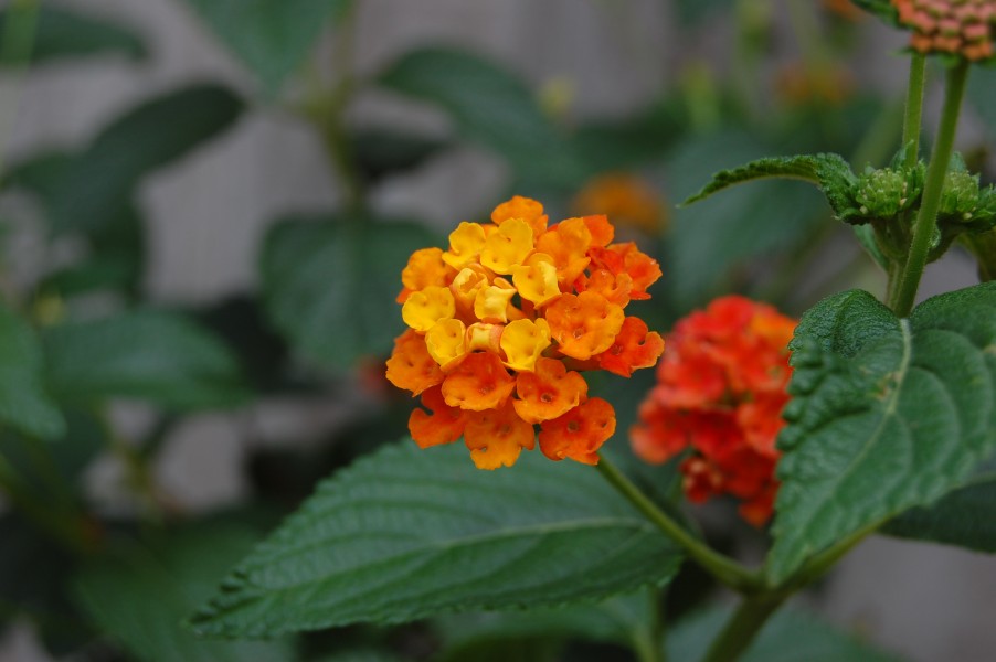 2007 lantana camara 2