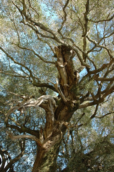 2008-03-02 (2) Olive Tree, Olivenbaum, Olea europaea