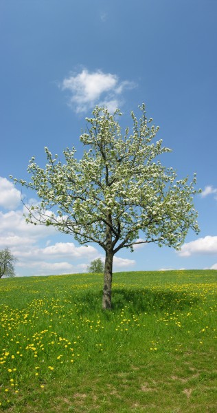 2008-05-03 Birnbaum bei Watterdingen
