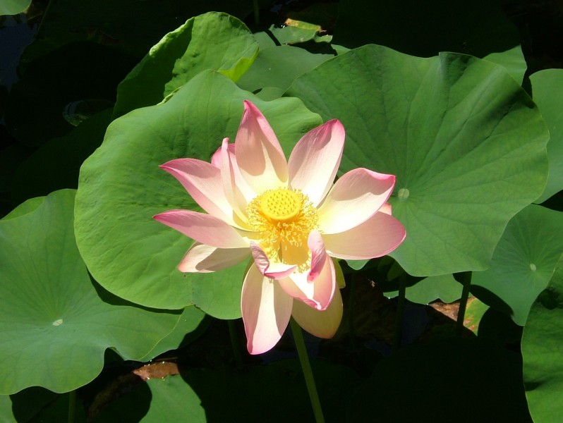 2008 07 Botanical Garden Meran 71740R0433