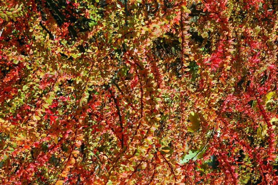 2009-10-herbst-by-RalfR-24