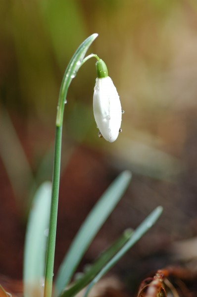 2010-02-28 Schneeglöckchen, Snowdrop, Galanthus nivalis (2)