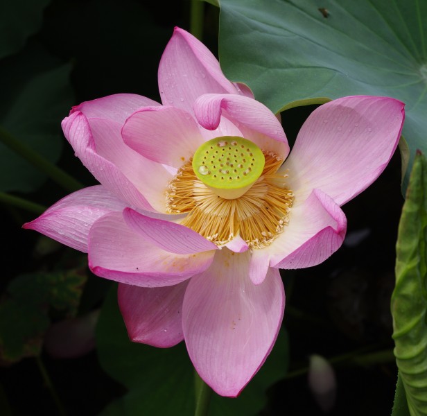 20100730 Lotus flower 6779