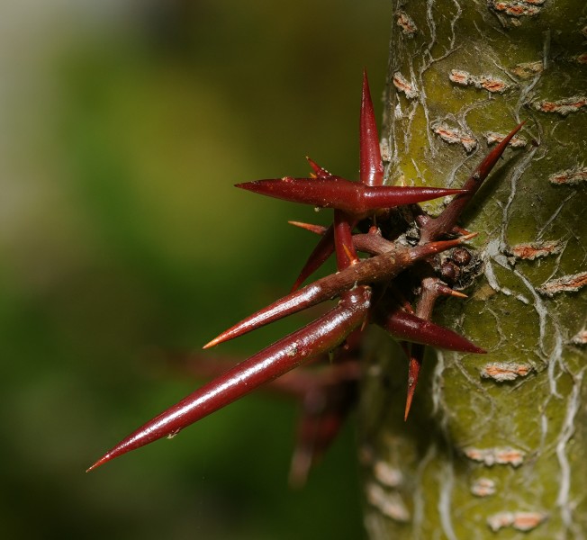 2011-07-25 21-20-41-spines