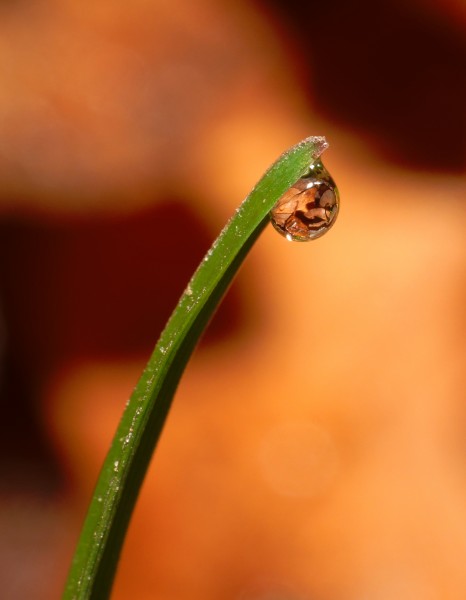 2013-11-19 11-46-23 goutte-rosee