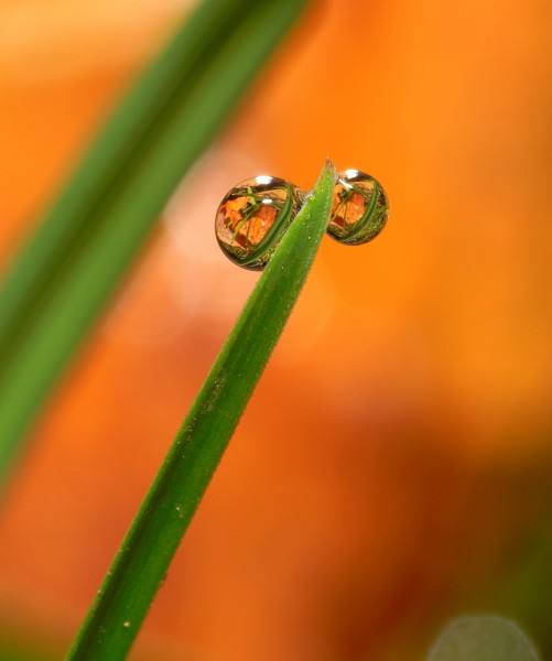 2013-11-19 11-50-31 gouttes-rosee