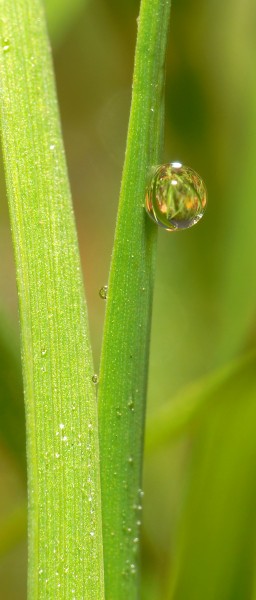 2013-11-19 12-01-27 goutte-rosee
