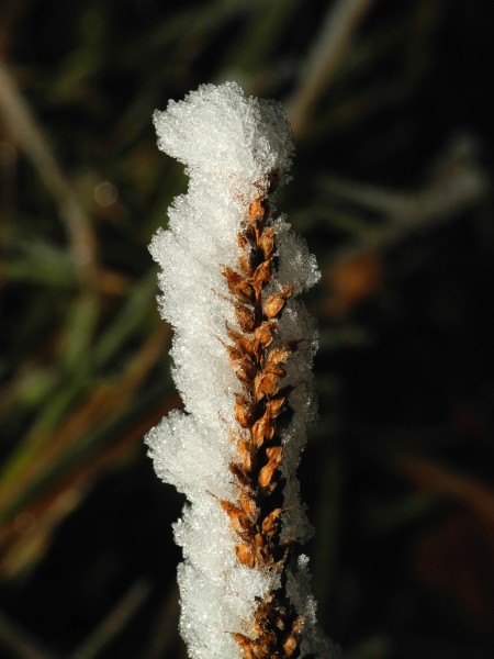 2013-12-13 08-06-07 givre