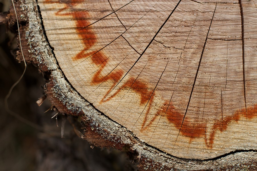 2013-365-86 EKG For a Tree (8596399143)