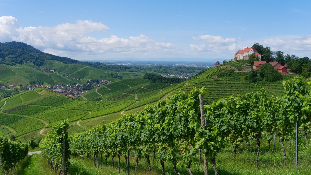 2014.08.09.-11-Durbach--Weingut Schloss Staufenberg