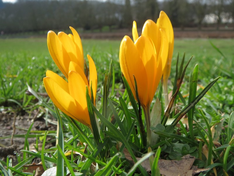 20140220Crocus chrysanthus4