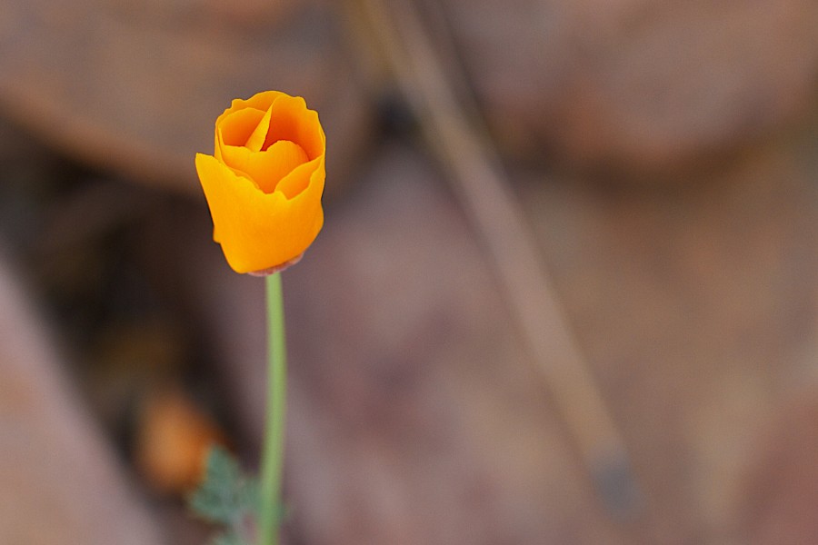 2014-365-140 The Delicate Folds (14234299584)