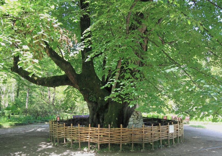2014 Suchum, Ogród botaniczny (15)