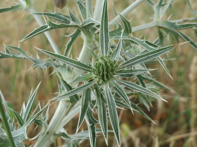 20150723Eryngium campestre01