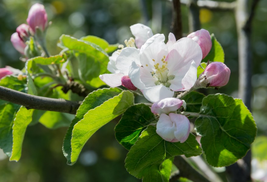2015 Kwiatostan jabłoni domowej