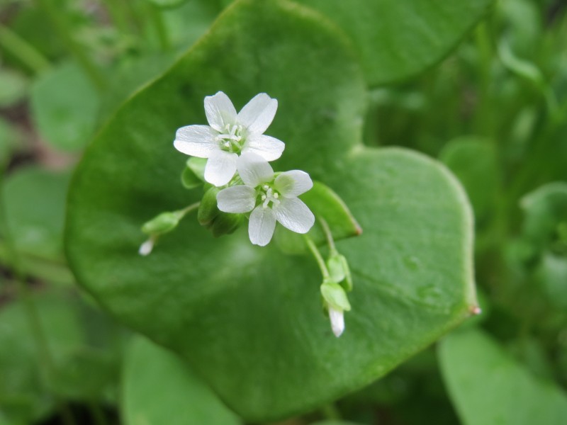 20160405Claytonia perfoliata4