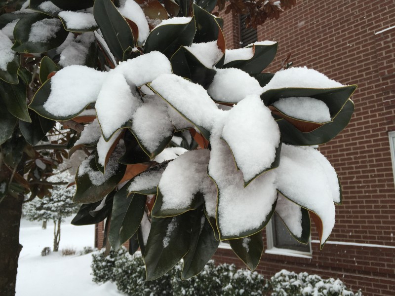2016-02-15 10 05 30 Southern Magnolia foliage covered in snow along Hidden Meadow Drive in the Franklin Farm section of Oak Hill, Fairfax County, Virginia