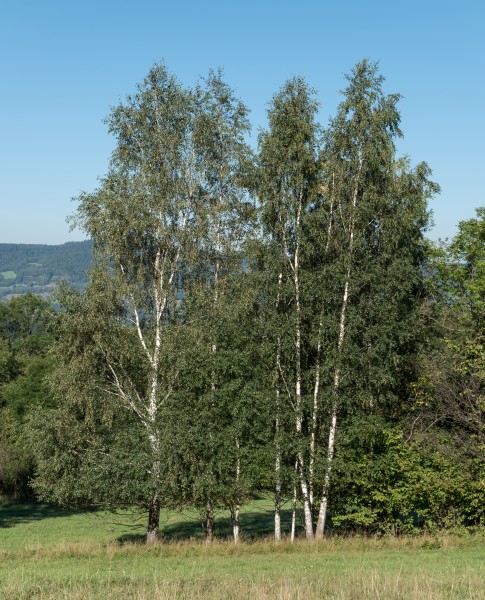 2016 Popków, Góry Bialskie, Sudety 7