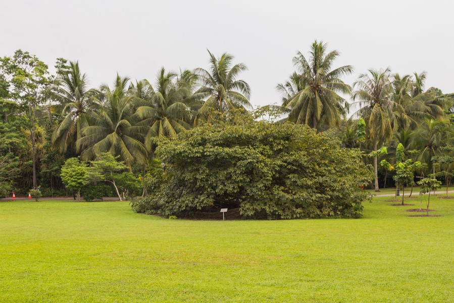 2016 Singapur, Ogrody botaniczne (008)