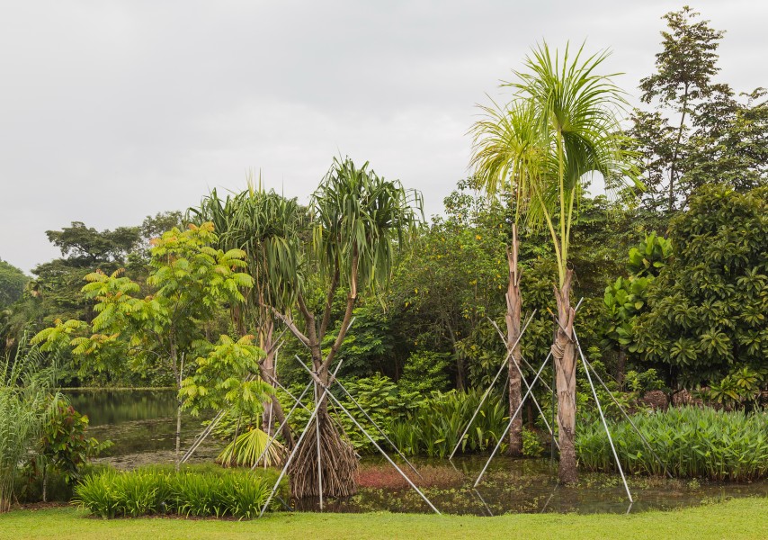 2016 Singapur, Ogrody botaniczne (032)