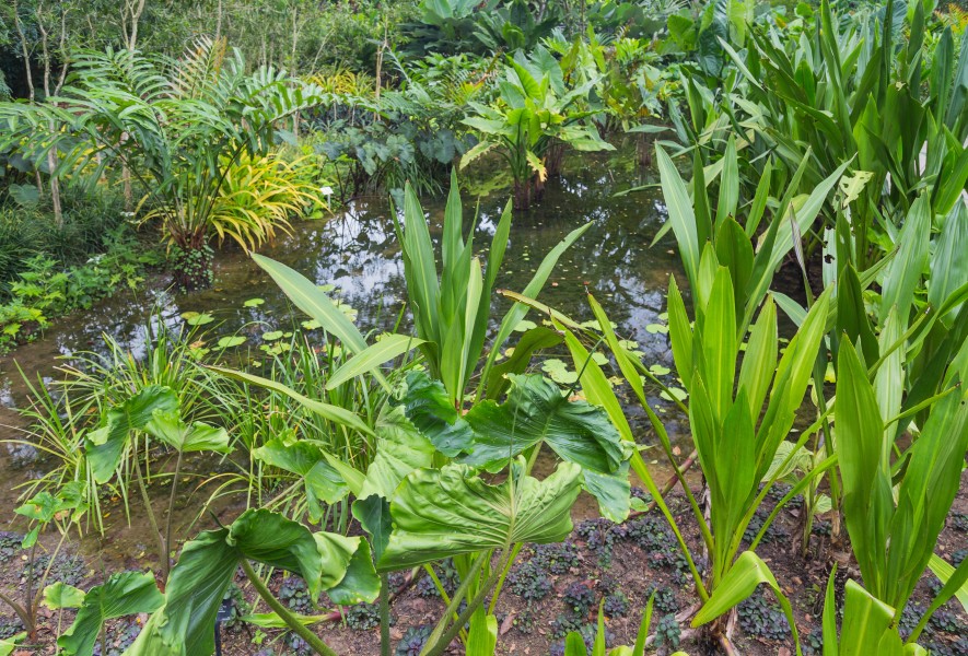2016 Singapur, Ogrody botaniczne (116)