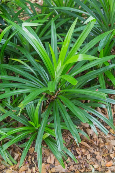 2016 Singapur, Ogrody botaniczne (131)